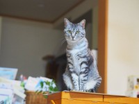 オフのこよみちゃん。べっぴんさんです