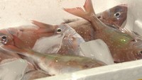あなたが好きな瀬戸内海の魚介類は？