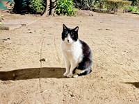 保護前、公園で生き延びていたハッチャン（画像提供：ハッチャンさん）