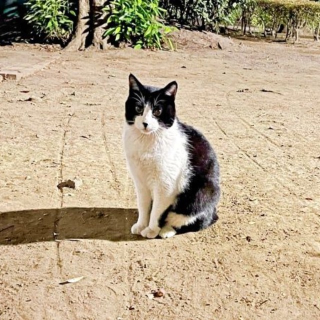 保護前、公園で生き延びていたハッチャン（画像提供：ハッチャンさん）