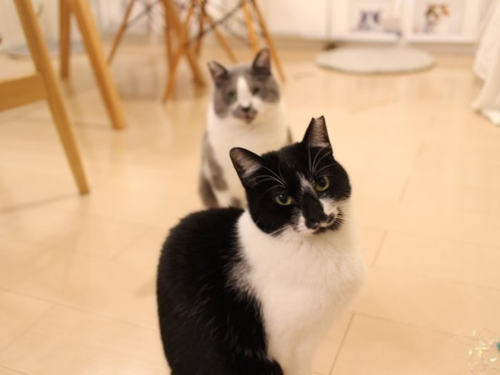 こぐまとくまお