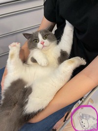 右下の猫ちゃん柄に注目☆（提供：コテまるさん @mofu_kote）