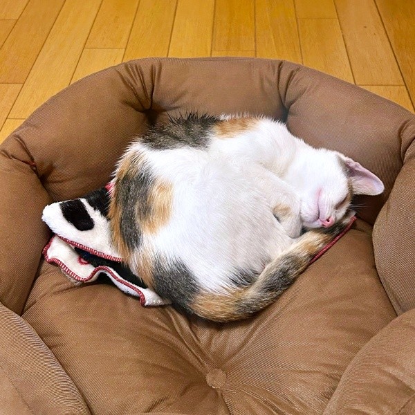 お迎えから1カ月、すやすやと安心して眠るみりんちゃん（画像提供：ユーヤンさん）