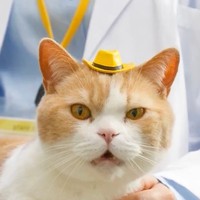 「他の企業も見習って！」カー用品チェーン「イエローハット」の「猫の日」企画動画に称賛の声（動画からキャプチャー／提供：イエローハット）