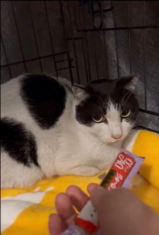 シェルターでおやつをもらうみーちゃん。警戒して食べない＝Tanaka Yokoさん提供