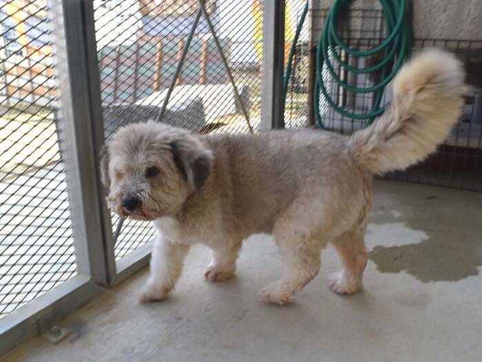 シェルターでは数少ない高齢犬のさら