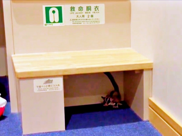 投稿主さんのスーツケースから飛び出し、棚下に隠れたモモンガ（画像提供：ちゃちゃまると下僕さん）