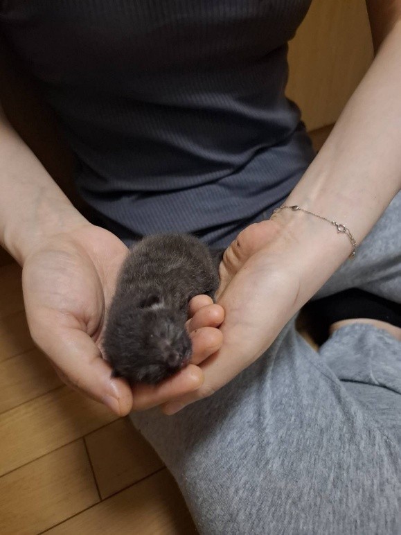 保護時は、両手に納まるほど小さかった