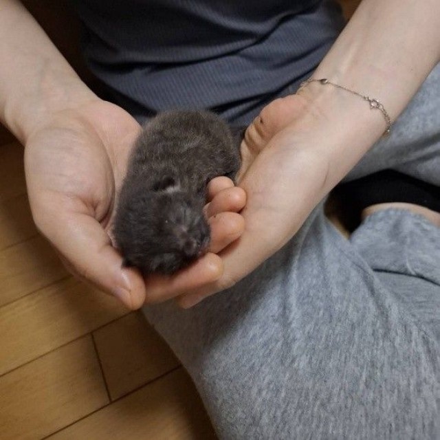 保護時は、両手に納まるほど小さかった