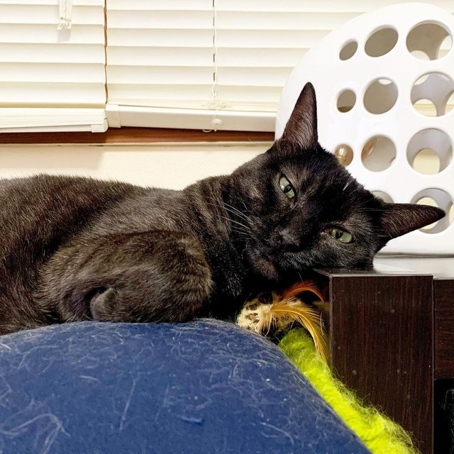 おもちゃも大好き＝mosscat25さん提供