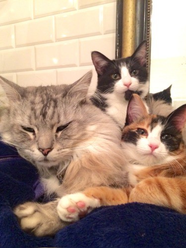 左から、銀次、サスケ、楓（「猫がいなけりゃ息もできない」から）