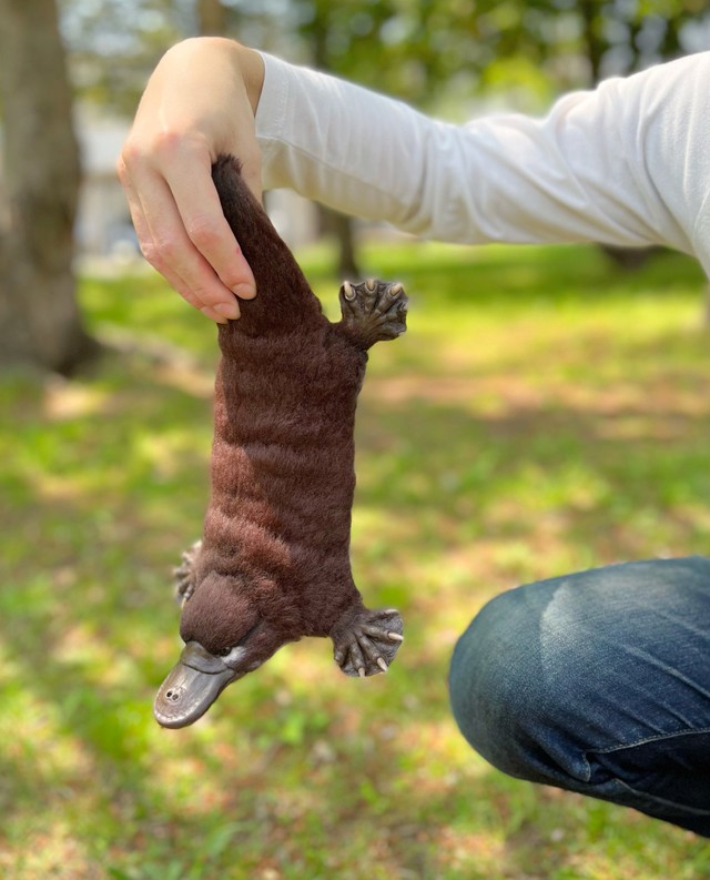 ぬいぐるみで実演、カモノハシの正しい持ち方（Lilacoo（らいらっくー）さんのTwitterより）