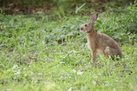 野うさぎ（Hare）とペットのうさぎ（アナウサギ、Rabbit）とは遺伝子からして違い、全く別の属という（うさこ母さん提供、photoACよりフリー画像）