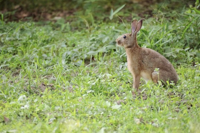 野うさぎ（Hare）とペットのうさぎ（アナウサギ、Rabbit）とは遺伝子からして違い、全く別の属という（うさこ母さん提供、photoACよりフリー画像）