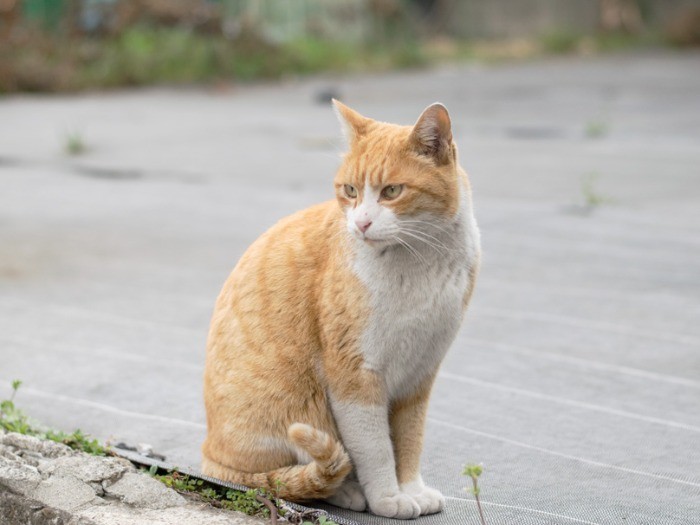 その日、ハチワレの野良猫は私のひざから降りなかった（4