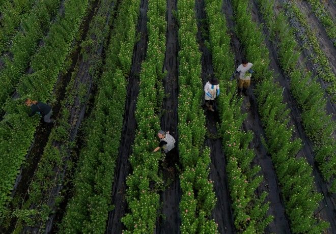 Japan’s farmers go nocturnal as deadly heat intensifies