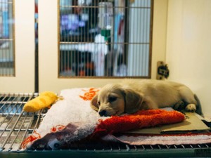 「東大出てなんで町の獣医になるの？」私の夢は肯定されない