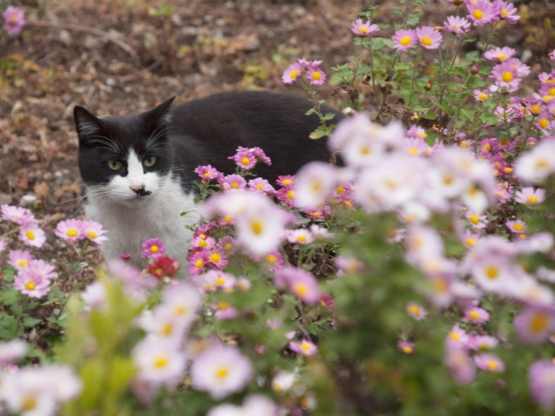 白黒のハチワレ猫は、すぐになでさせてくれた。（小林写函撮影）