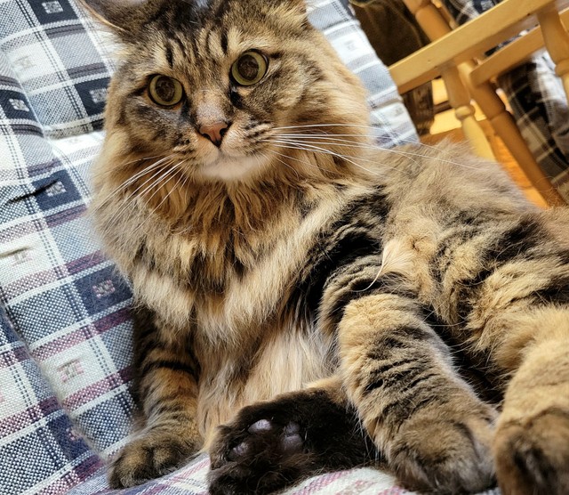 （飼い主さん提供）