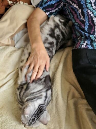 ルビィをなでながら寝ちゃった母、共に気持ち良さそう