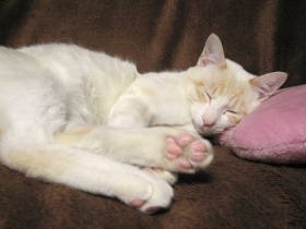 「鳴き声がうるさい」と捨てられた猫　終の棲家にたどり着く