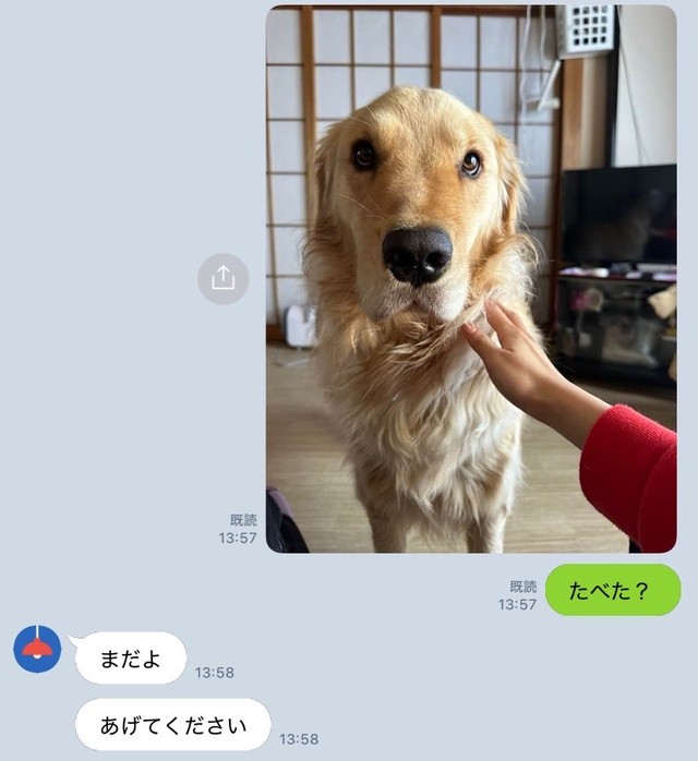 そんな無垢な瞳で見つめられたら…！？ 画像提供：イブ（ゴールデンレトリバー）さん