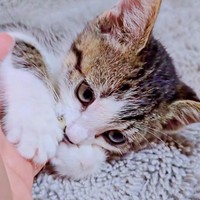 指を吸って甘えん坊モードになったたいちょうくん（画像提供：井上 えりさん）