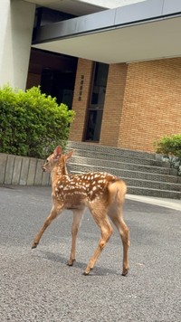 鼻歌が聞こえそうな仔鹿の後ろ姿（画像提供：奈良県立大学）