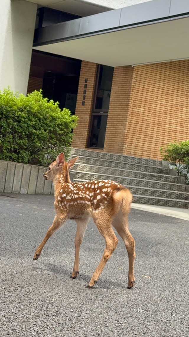 鼻歌が聞こえそうな仔鹿の後ろ姿（画像提供：奈良県立大学）