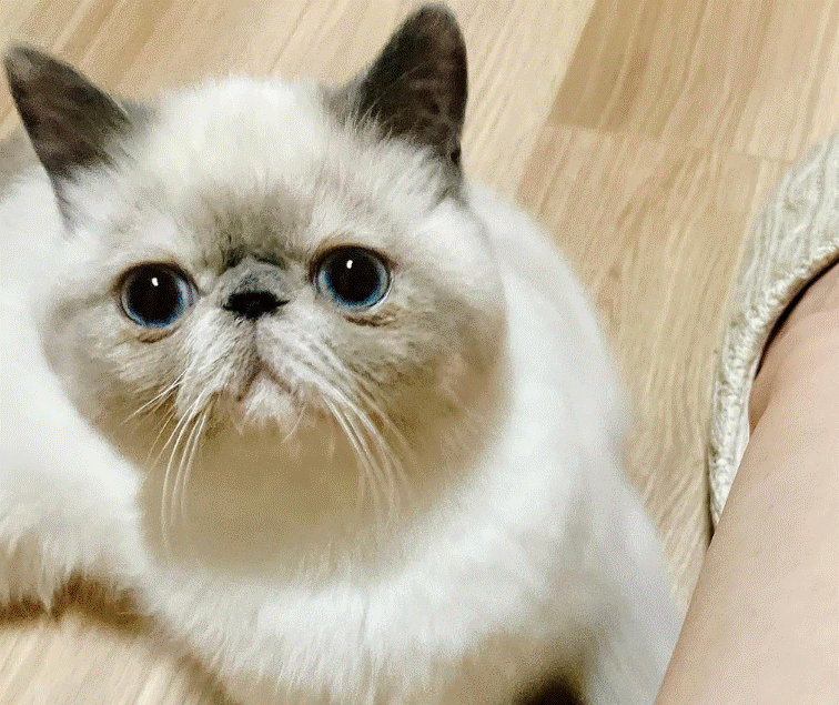 お迎え当初のマールちゃん