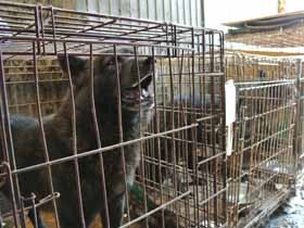 業者の犬猫飼育数制限が３年先送り　犬猫にとって負担大きく、次回法改正に影響も