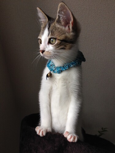 真美さんが以前撮ったカブの写真は日本広告写真家協会主催、第46回公募展「写真作品部門」で入選を果たした。タイトルは「ここで生きてく。」（真美さん提供）