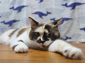 お顔の模様がしっぽふさふさの黒猫みたい！　MIX「サバ子」