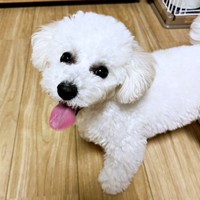 とびきりのスマイルが愛らしいアポちゃん（画像提供：Apo こげ耳ビションさん）