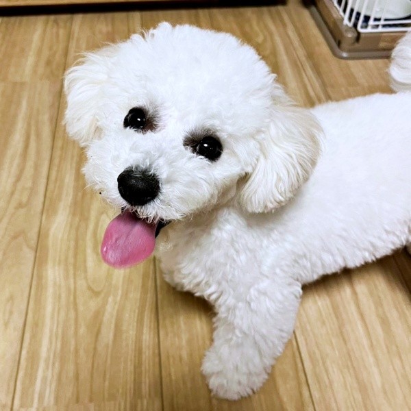 とびきりのスマイルが愛らしいアポちゃん（画像提供：Apo こげ耳ビションさん）