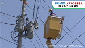 停電対策で電柱のカラスの巣を撤去　東北電力ネットワーク