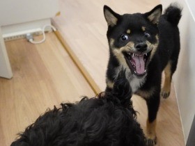 黒柴のフードアグレッシブで流血沙汰　しっかり育てなきゃ、責任感で逆に気持ち通じず