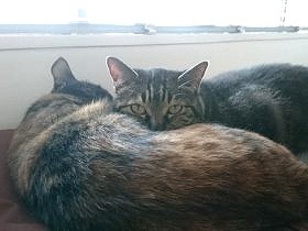 何でも食べる愛猫モモ　でも、えさへの警戒心は野良猫並み