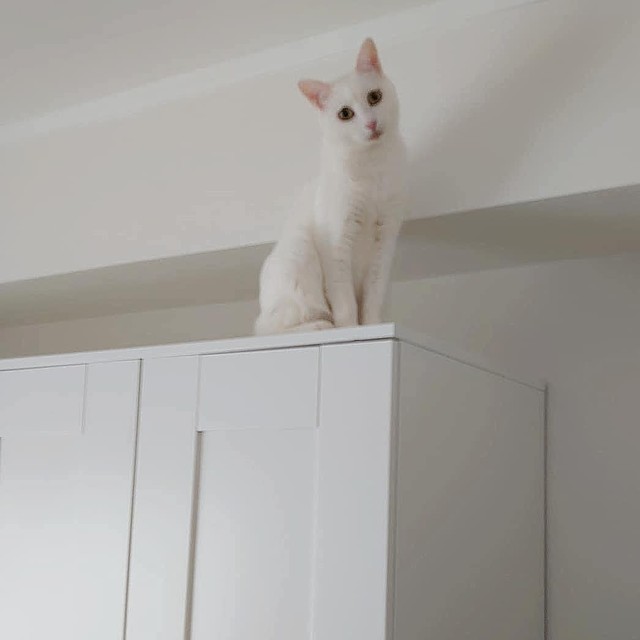 いつもは男の子たちが占拠する高いところに登ってみたシュガーちゃん