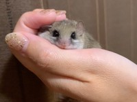 かわいすぎるお顔…一目惚れも納得のアフリカヤマネ（写真提供：Mimiさん）