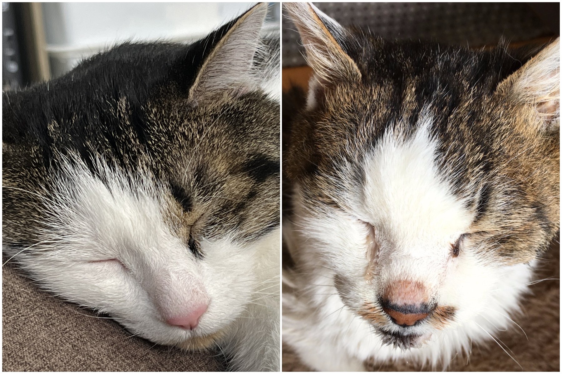 手のひらにちょこんと乗る「羊毛フェルト猫」が人気 創作の原点は22