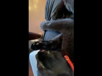 ひとしきりニオイをかいだら、膝上でゴロンと寝転がって前足ペロペロするクロくん（画像提供：南部藩のヒヨコさん）