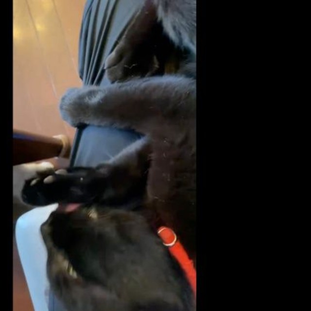 ひとしきりニオイをかいだら、膝上でゴロンと寝転がって前足ペロペロするクロくん（画像提供：南部藩のヒヨコさん）