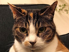 初対面のお見合い時からリラックス！　保護猫の「ぐるこ」