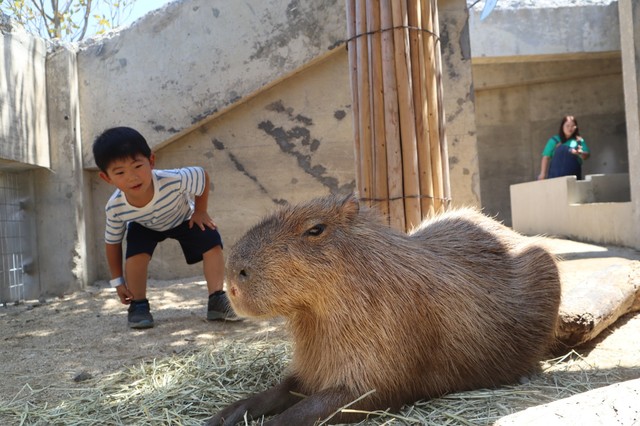 カピバラと子供