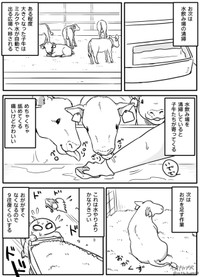 【漫画】『酪農を1ヶ月で辞めた話』4（チュパカブRさん提供）