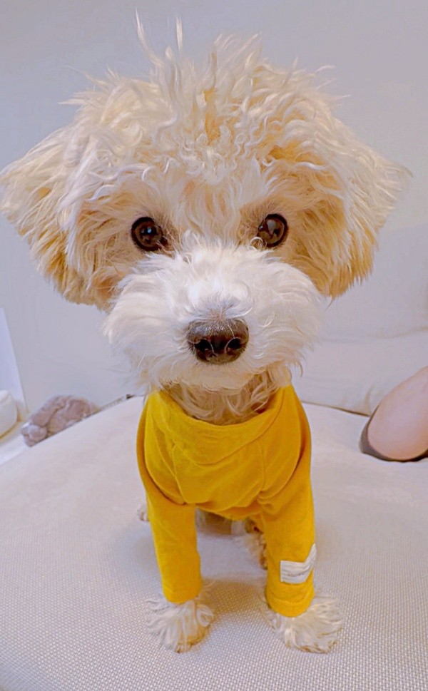 ブリースリーのコスプレみたい！？ お洋服がよく似合うボサノヴァちゃん（画像提供：犬を見てさん）