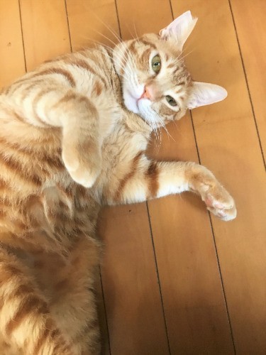 転がって「おなかモフっていいよ～」（秀樹さん提供）