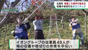 特産のころ柿作り始まる　イオングループ従業員が柿収穫ボランティア　２０２４年１月下旬から販売　宮城・丸森町