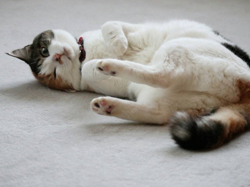 くつろいでいます